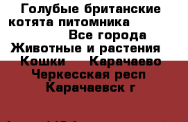 Голубые британские котята питомника Silvery Snow. - Все города Животные и растения » Кошки   . Карачаево-Черкесская респ.,Карачаевск г.